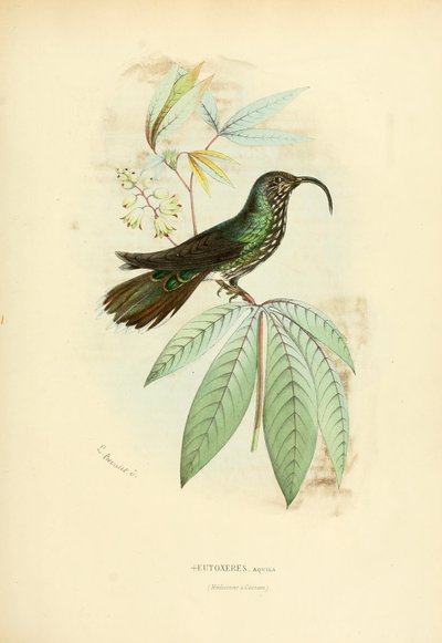 Eutoxeres aquila by Louis Victor Bevalet